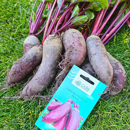 Фото Свёкла Мона