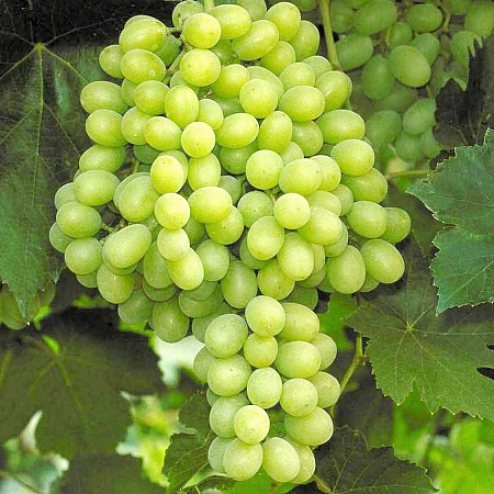Фото Виноград Ермак