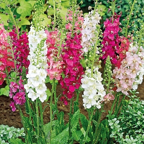 Коровяк Царский скипетр Яркий набор