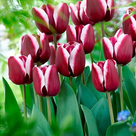 Фото Тюльпан триумф Фонтейнблю