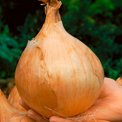 Лук репчатый Глобо