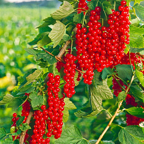 Смородина Ровада