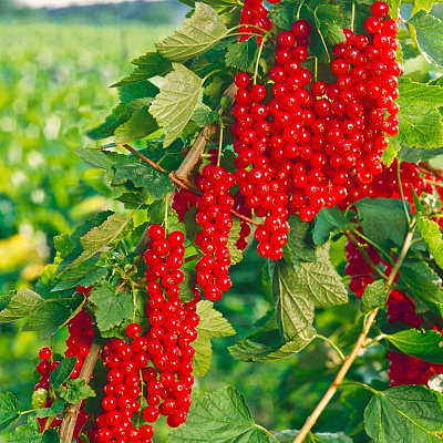 Смородина Ровада