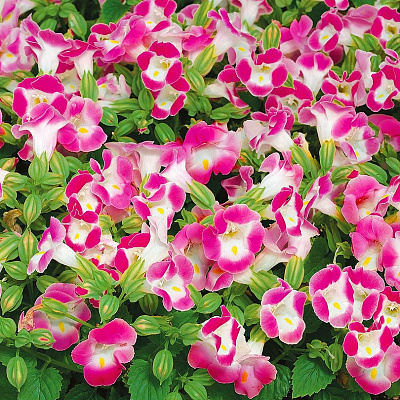 Торения Кауай Розовая