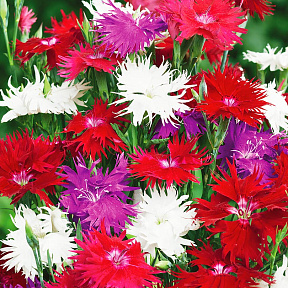 Гвоздика пышная Великолепный розовый набор