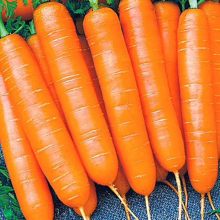 Фото Морковь Ярославна F1