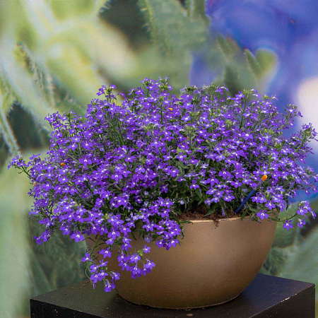 Фото Лобелия Мастерпис Блю Виз Ай