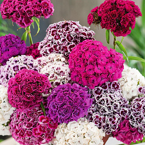 Гвоздика турецкая Пиноккио набор