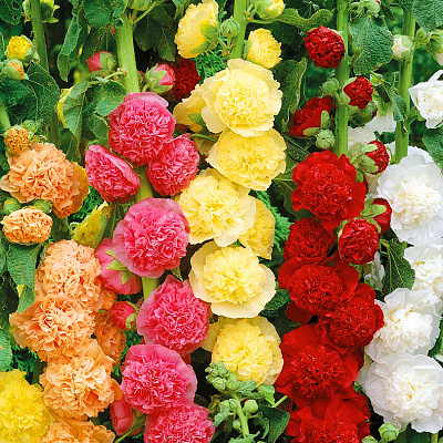 Шток-роза Чатерз Диво набор 20шт