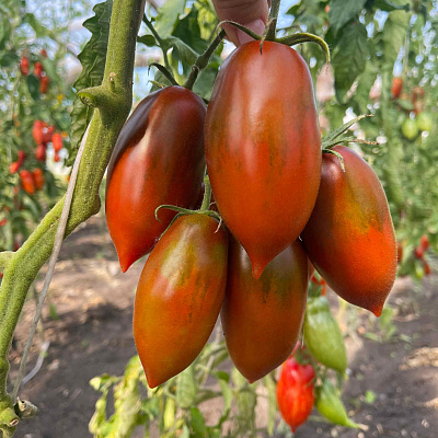 Помидор Булат