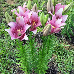 Лилия ЛА-гибрид Свит Шугар