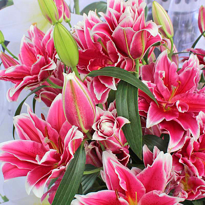 Лилия восточная махровая Дабл Фэнтази