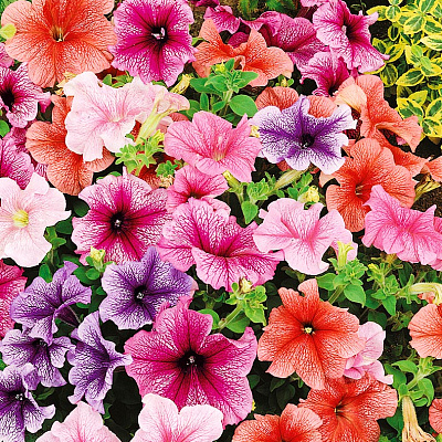 Петуния Дадди Филигрань набор