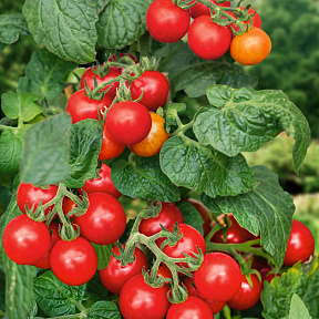 Помидор Вишнёвый фонтан F1