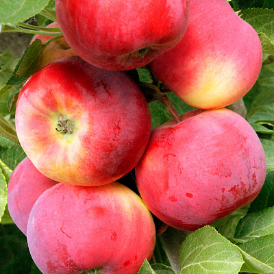 Яблоня Серебряное копытце