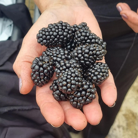 Фото Ежевика Гай