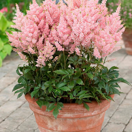 Фото Астильба Юник Салмон