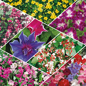 Набор Самые красивые лианы