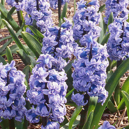 Фото Гиацинт Генерал Колер