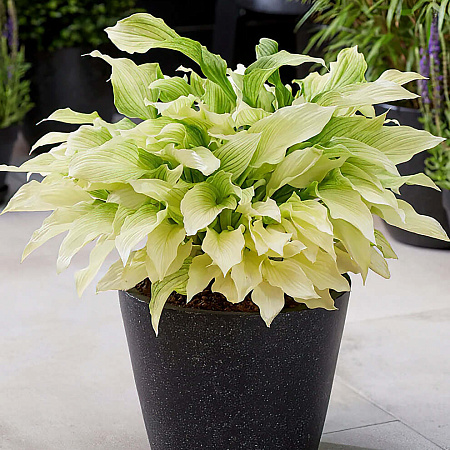 Фото Хоста Уайт фезер