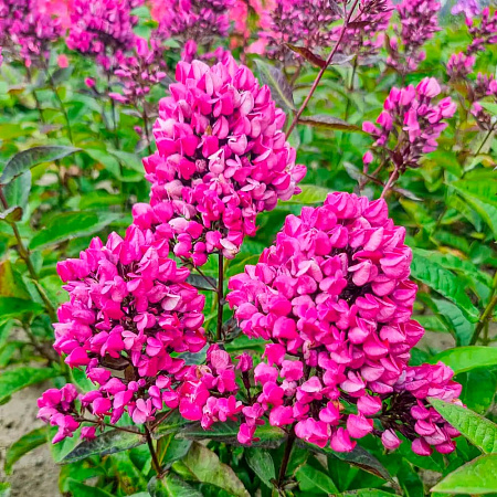 Фото Флокс метельчатый Бутоник