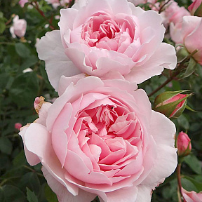 Роза английская Уисли 2008, С12,5 л