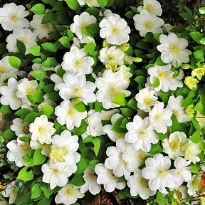 Клематис витицелла Гернси Крим