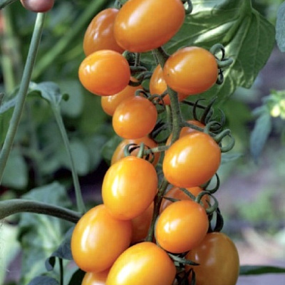 Помидор черри Черрилиза F1