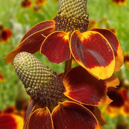 Фото Ратибида Мексиканская шляпа