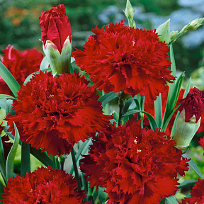 Гвоздика садовая Шабо Пурпурная