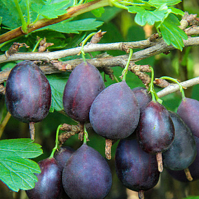 Крыжовник Кооператор