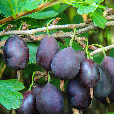 Крыжовник Кооператор