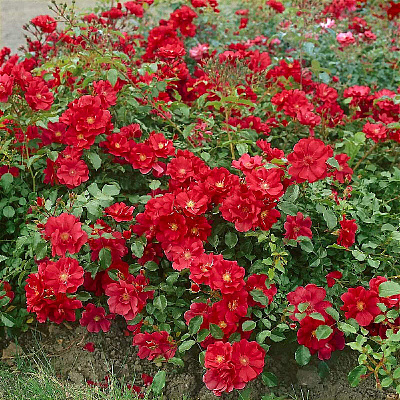 Роза почвопокровная Ред фейри