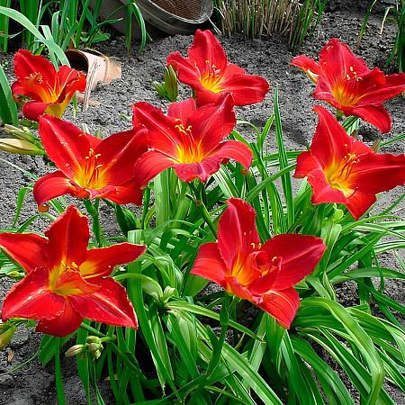 Фото Лилейник Анзак