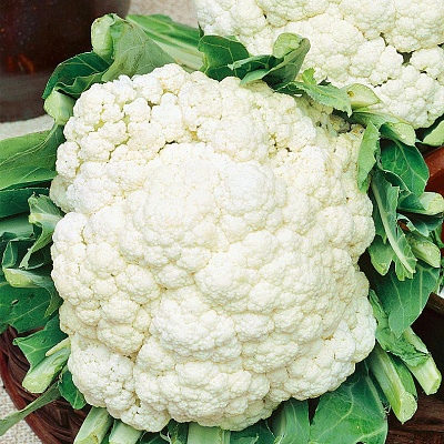 Капуста цветная Белкорт F1 12шт