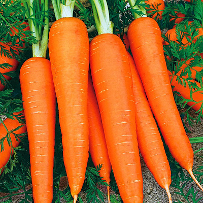 Морковь Лидия F1