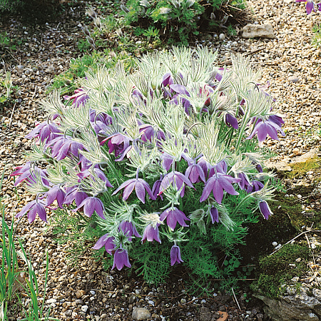 Фото Прострел Даурский