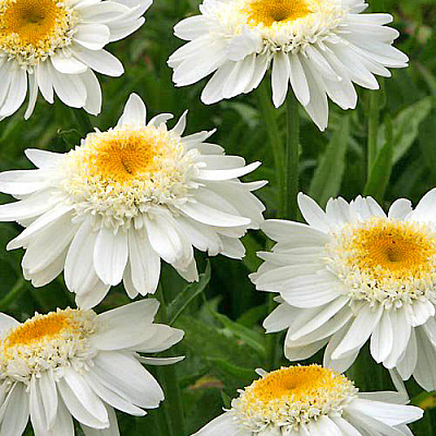 Нивяник Санни Сайд Ап