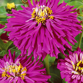 Цинния Супер Кактус Сиреневая империя