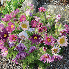 Прострел обыкновенный Прима