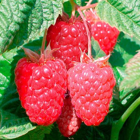 Фото Малина ремонтантная Нижегородец