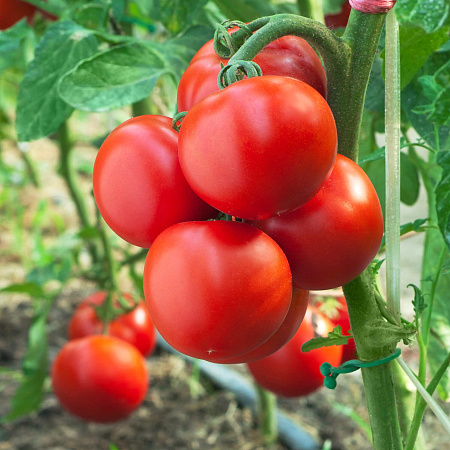 Фото Помидор Микула