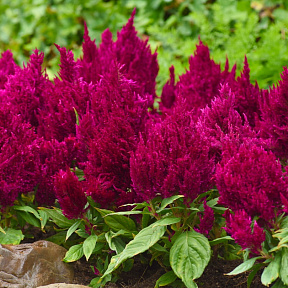 Целозия Пламя фиолетовая