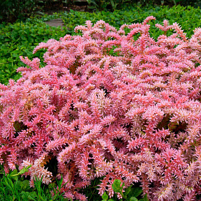 Седум красивый