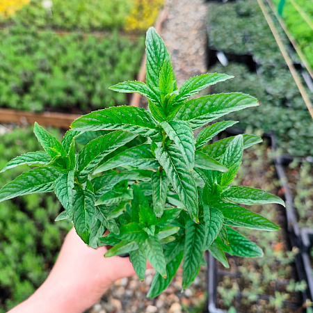 Фото Мята ванильная