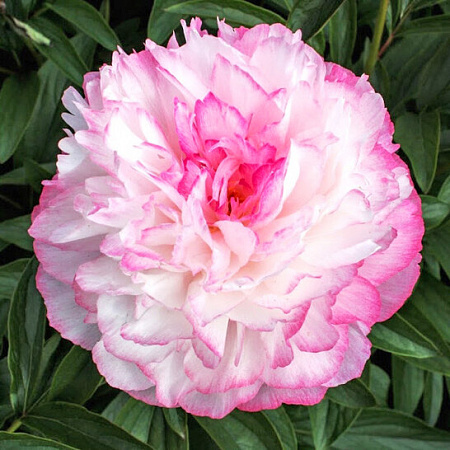 Фото Пион травянистый Джокер