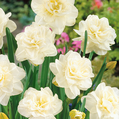 Фото Нарцисс Обдам