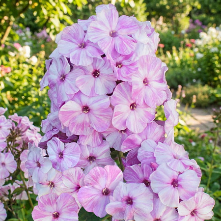 Фото Флокс метельчатый Пикассо