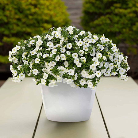 Фото Калибрахоа Классик Вайт