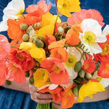 Фото Мак голостебельный Шампейн Баблс